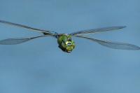 Anax imperator