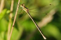 Lestes barbarus