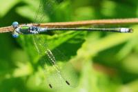 Lestes sponsa