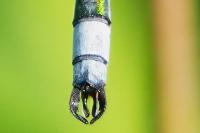 Lestes sponsa