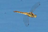 Orthetrum cancellatum