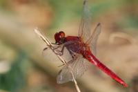 Crocothemis erythraea