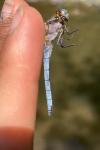 Orthetrum coerulescens