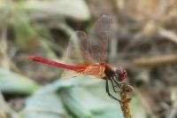 Sympetrum fonscolombii