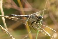 Orthetrum cancellatum