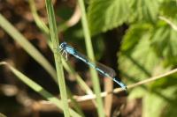Enallagma cyathigerum