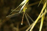 Lestes barbarus