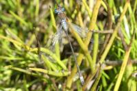 Lestes sponsa