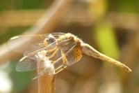 Crocothemis erythraea