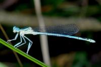 Platycnemis pennipes