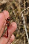 Sympetrum sanguineum