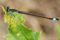 Ischnura elegans