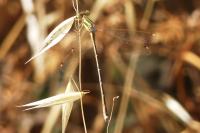 Lestes barbarus