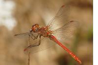 Sympetrum meridionale