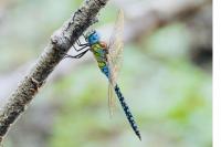 Aeshna affinis