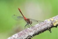 Sympetrum sanguineum