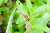 Sympetrum sanguineum