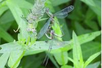 Chalcolestes viridis