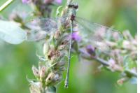 Chalcolestes viridis