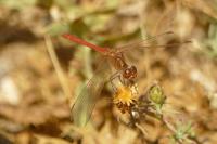 Sympetrum meridionale