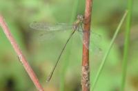 Chalcolestes viridis