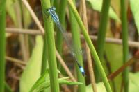 Ischnura elegans