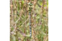 Aeshna cyanea