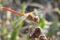 Sympetrum meridionale