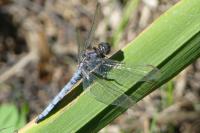 Orthetrum coerulescens