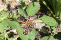 Sympetrum sanguineum