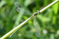Chalcolestes viridis