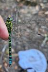 Aeshna cyanea