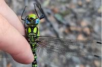 Aeshna cyanea