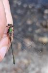 Chalcolestes viridis