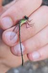 Chalcolestes viridis