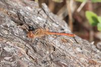 Sympetrum meridionale