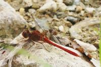 Sympetrum meridionale