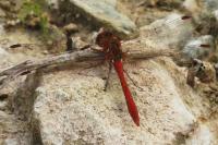 Sympetrum meridionale