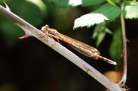 Sympecma fusca