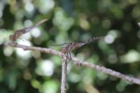 Sympetrum striolatum