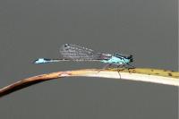 Ischnura elegans