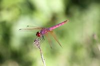 Trithemis annulata