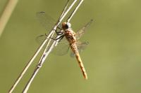 Trithemis annulata