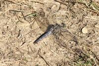 Orthetrum cancellatum