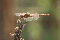 Sympetrum striolatum