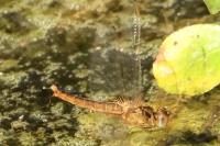 Crocothemis erythraea