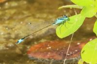 Ischnura elegans