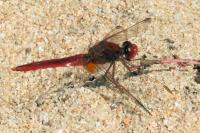 Crocothemis erythraea