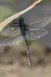 Anax imperator