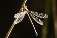 Chalcolestes viridis